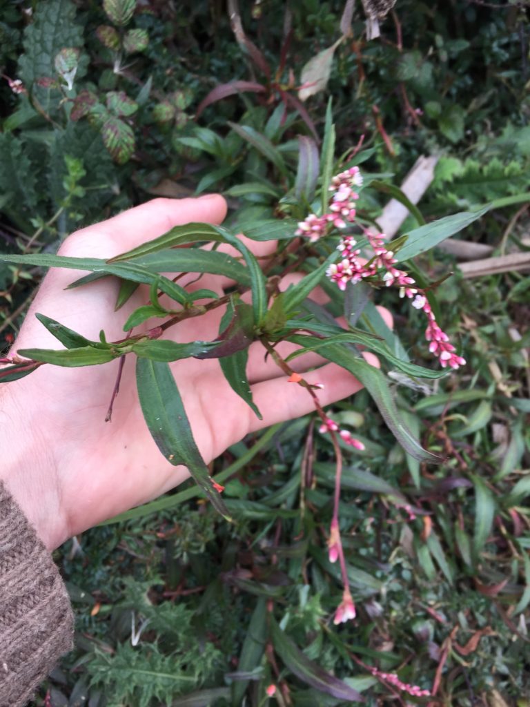 DURAZNILLO O PATA DE PALOMA (Polygonum persicaria). Flora de la VI Región de O'Higgins