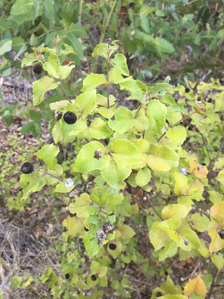 Palo Negro. Mitique (Podanthus ovatifolius). Arbusto común de Pichilemu y cahuil