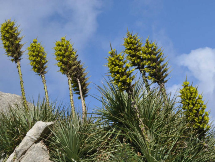 Puya chilensis chagual