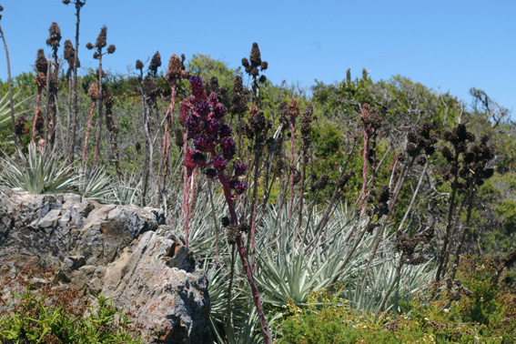 Puya coerulea chagual