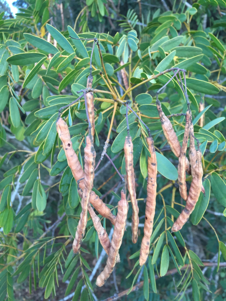 Quebracho Senna candolleana