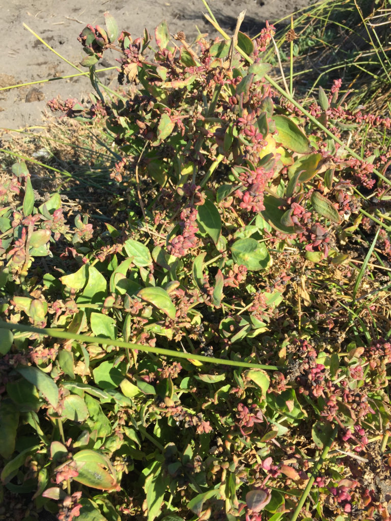 Rumex Acetosella , Vinagrillo