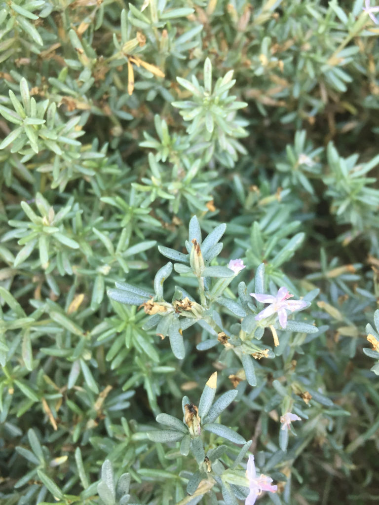 Atriplex pichilemsis planta