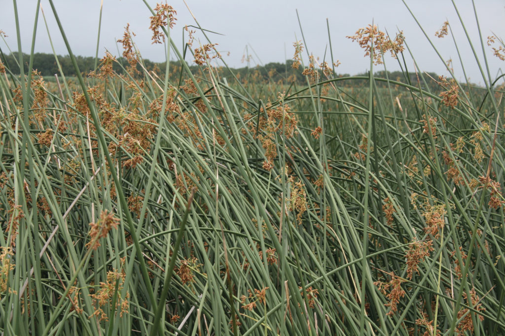 Schoenoplectus californicus totora