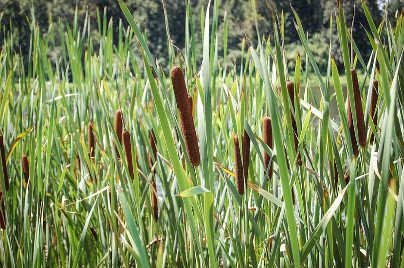 Totora Typha angustifolia