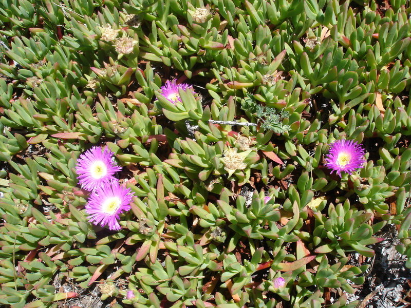 doca carpobrotus aequilaterus