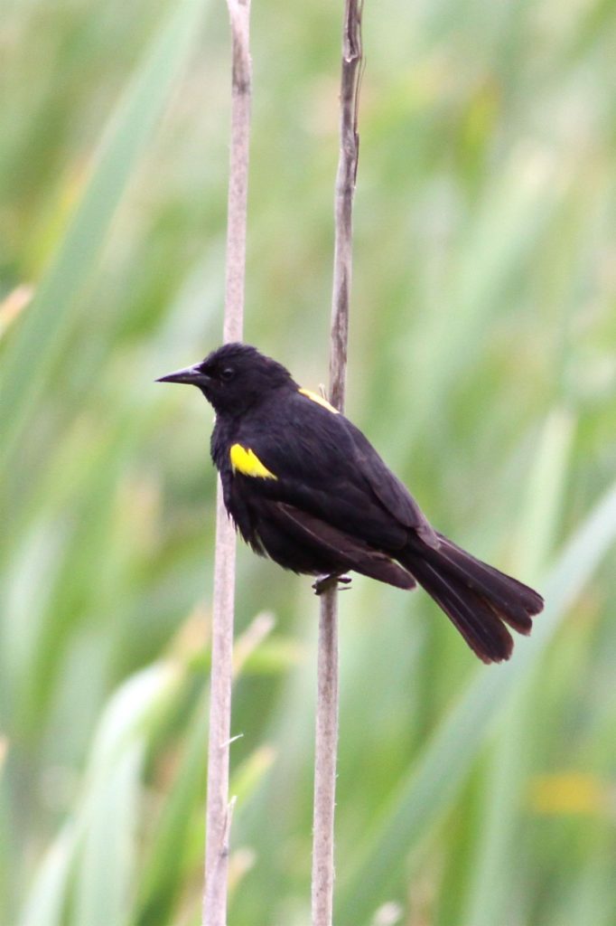 Callipepla-californica-codorniz