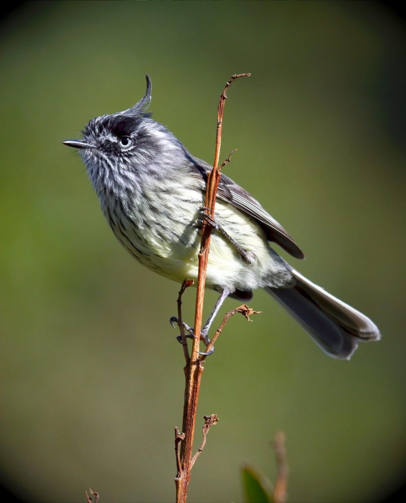 Anairetes-parulus-cachudito. Pájaro chico de la VI región.