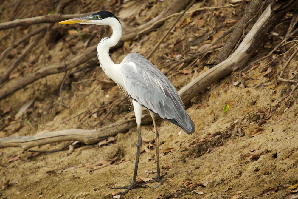 Ardea-cocoi-garza-cuca