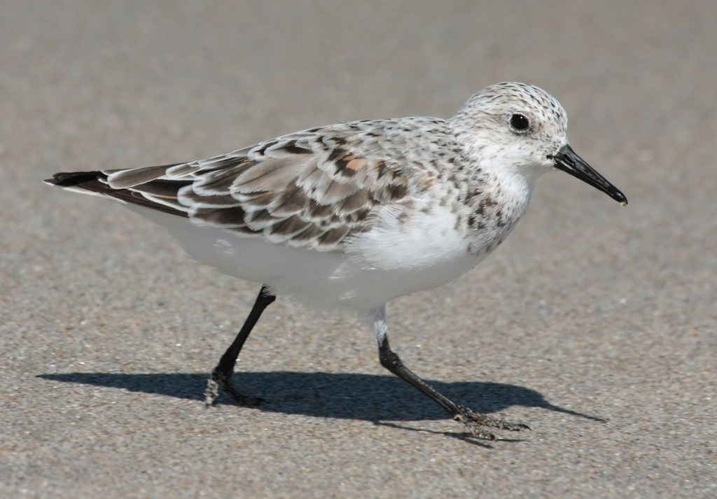 Calidris-alba-playero-blanco