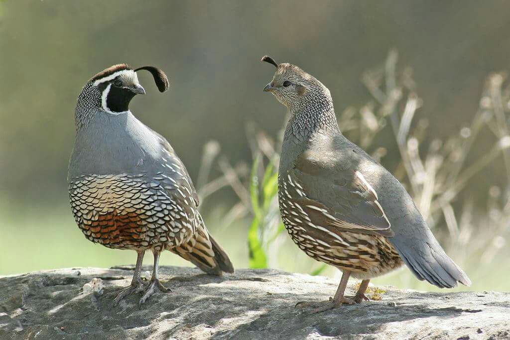 Callipepla-californica-codorniz