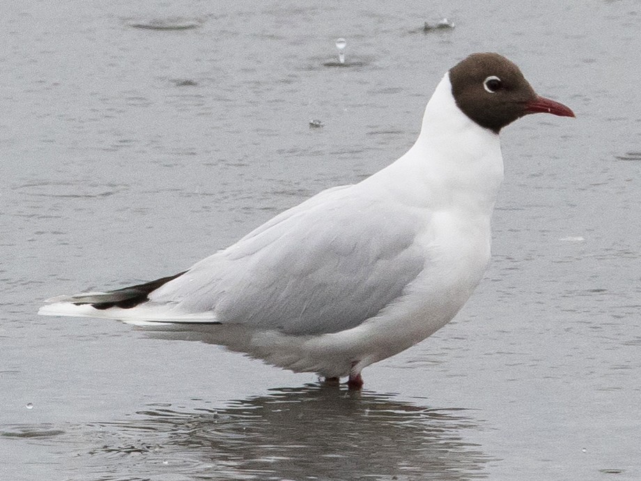 Chroicocephalus-maculipennis-gaviota-de-cahuil