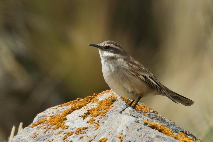 Cinclodes-fuscus-churrete-acanelado