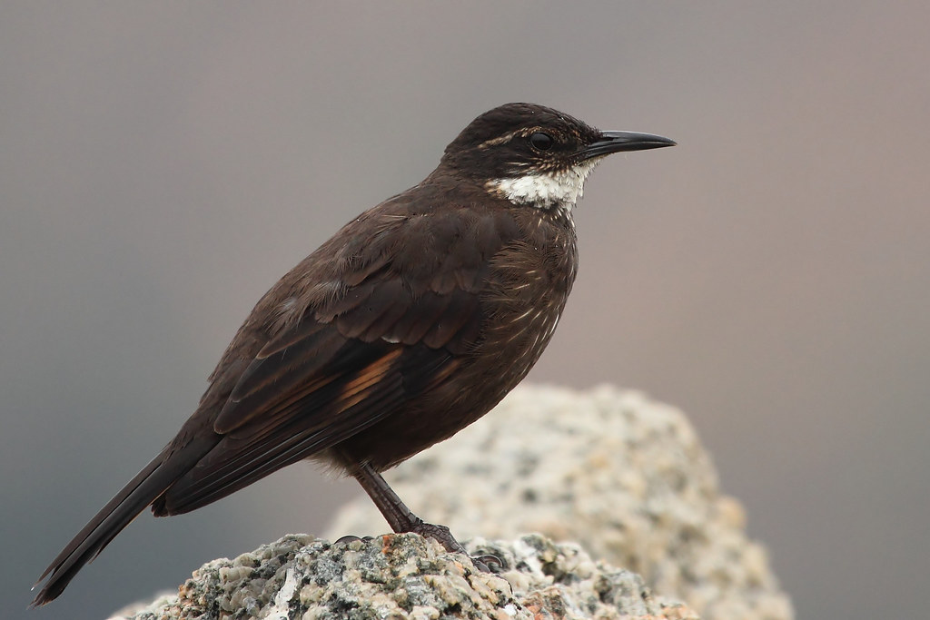 Cinclodes-nigrofumosus-churrete-costero. Ave del acantilado de Punta de Lobos, Pichilemu