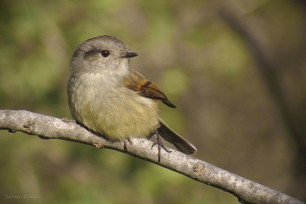 Colorhamphus-parvirostris-viudita