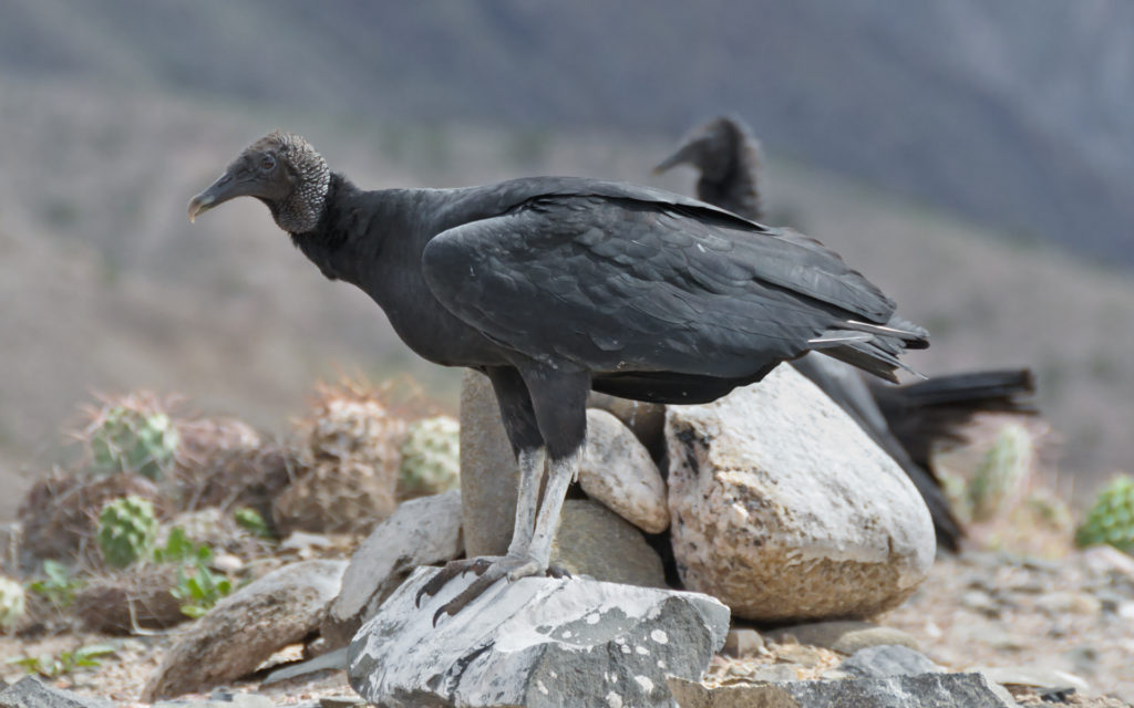 Jote de cabeza negra chile