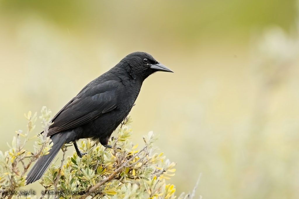 Curaeus-Curaeus-Tordo. Pájaro abundante VI Región, Chile