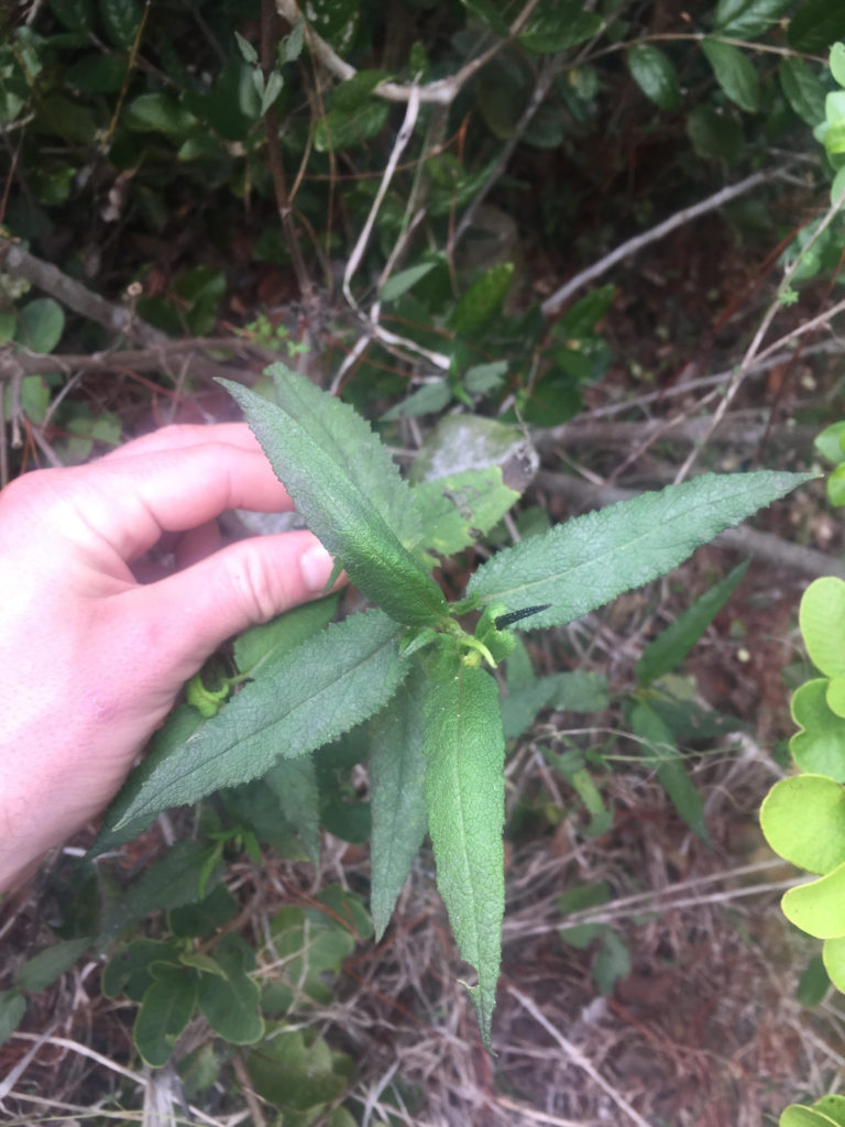 Salvia Macho Planta