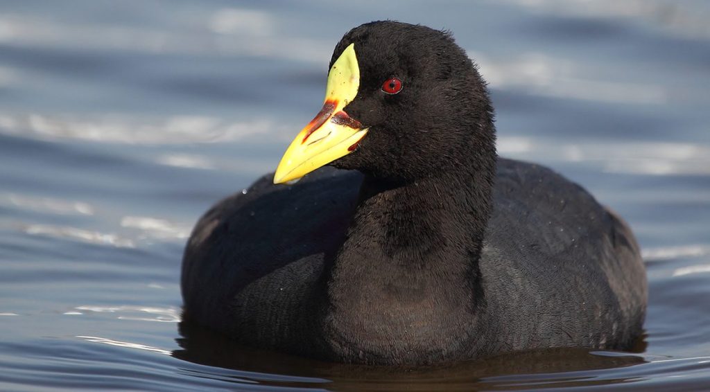 Fulica-armillata-tagua-comun