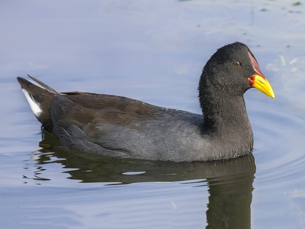 Fulica-rufifrons-tagua-de-frente-roja