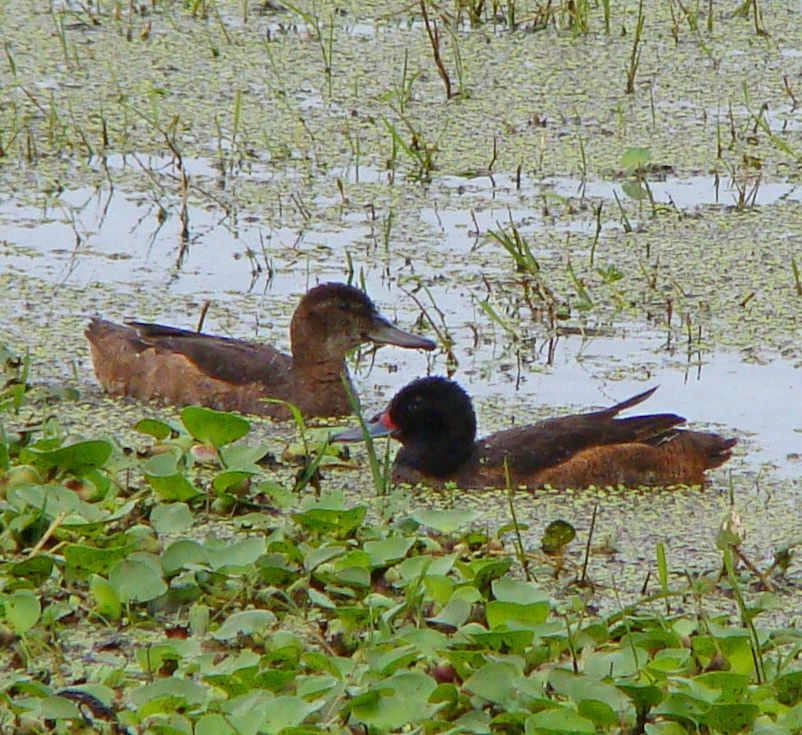 Heteronetta-atricapilla-pato-rinconero