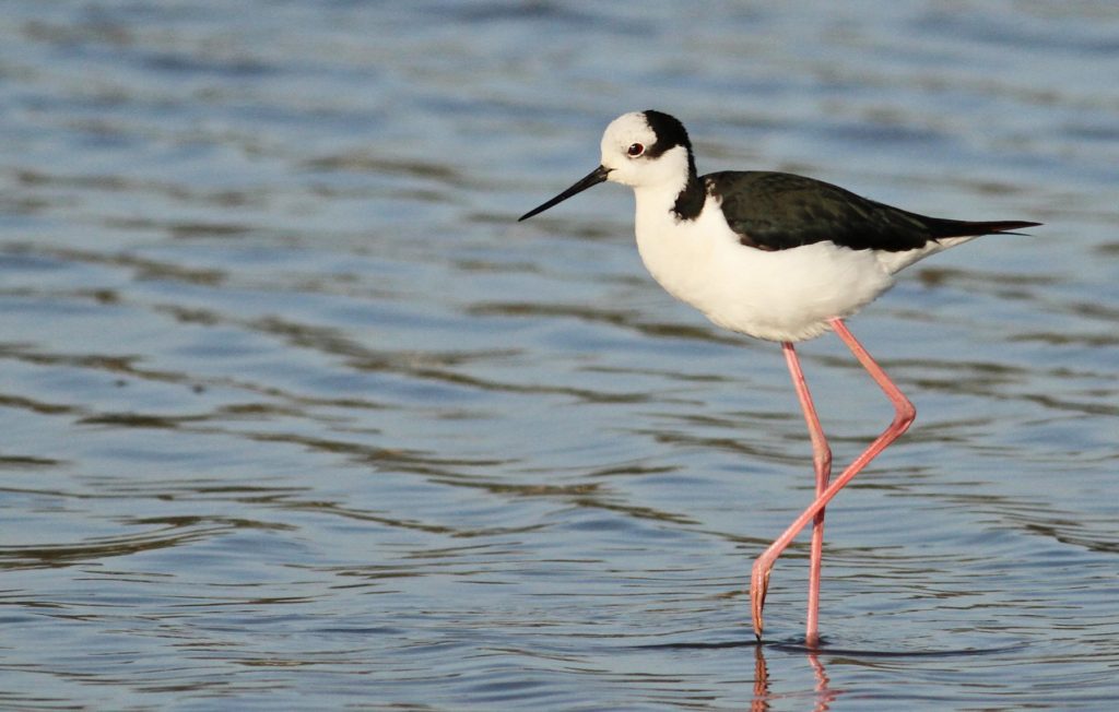 Himantopus-melanurus-perrito. Ave de la playa hermosa, Pichilemu