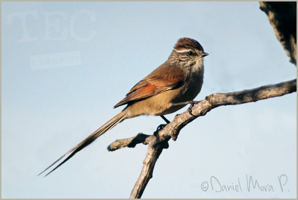 Tijeral de Pichilemu Leptasthenura aegithaloides