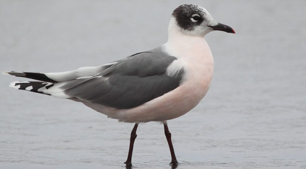 Leucophaeus-pipixcan-Gaviota-de-franklin