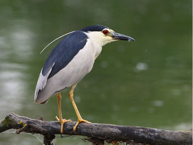 Nycticorax-nycticorax-huaivaro