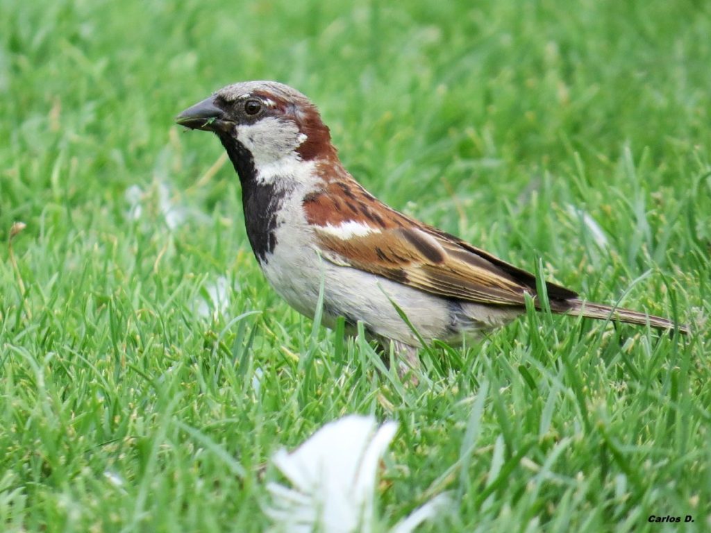 Passer domesticus gorrión pájaro abundante de Pichilemu