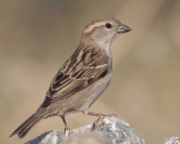 Passer domesticus hembra