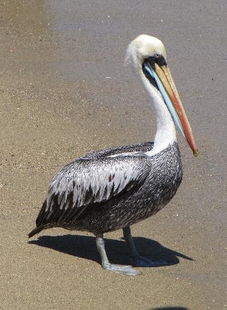 Pelecanus-thagus-pelicano. Ave que nidifica en Punta de Lobos, Pichilemu