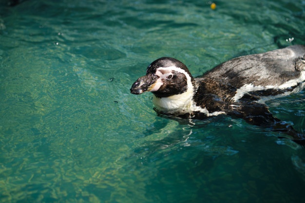 Penguino de Humbolt, Ave pelágico de Pichilemu, Chile