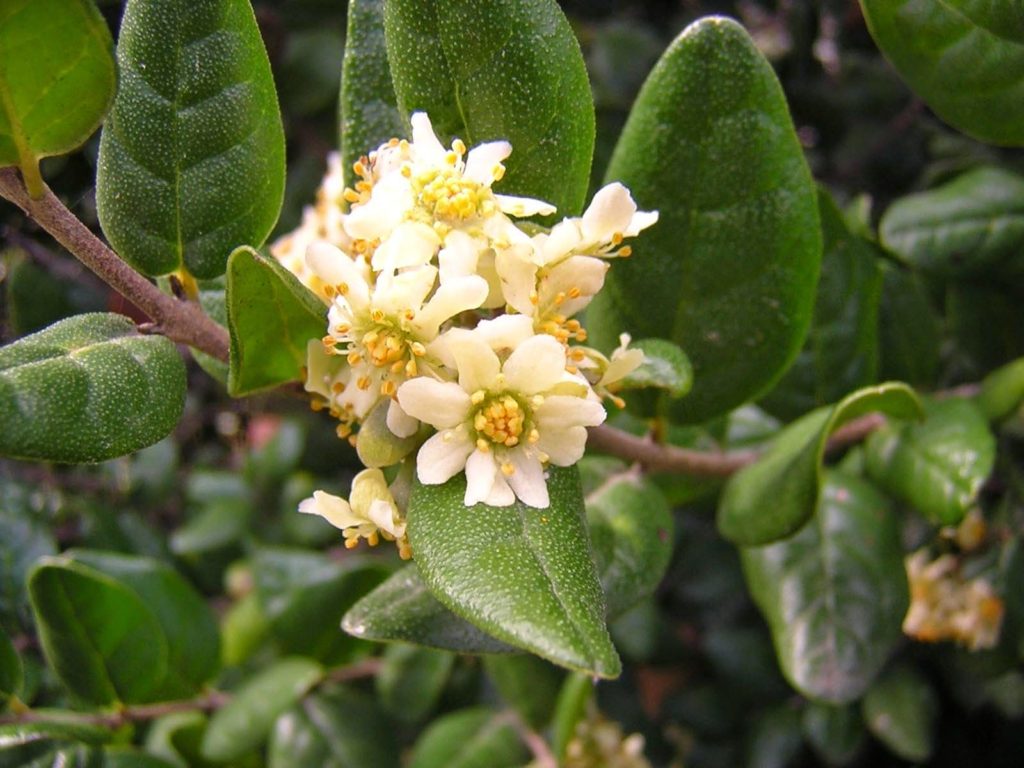 Peumus boldus boldo. Arbusto o Arbol típico del bosque de pichilemu