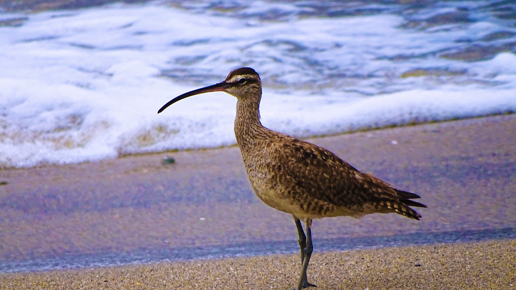 Phaeopus-hudsonicus-zarapito. Ave típico de la playa en Pichilemu