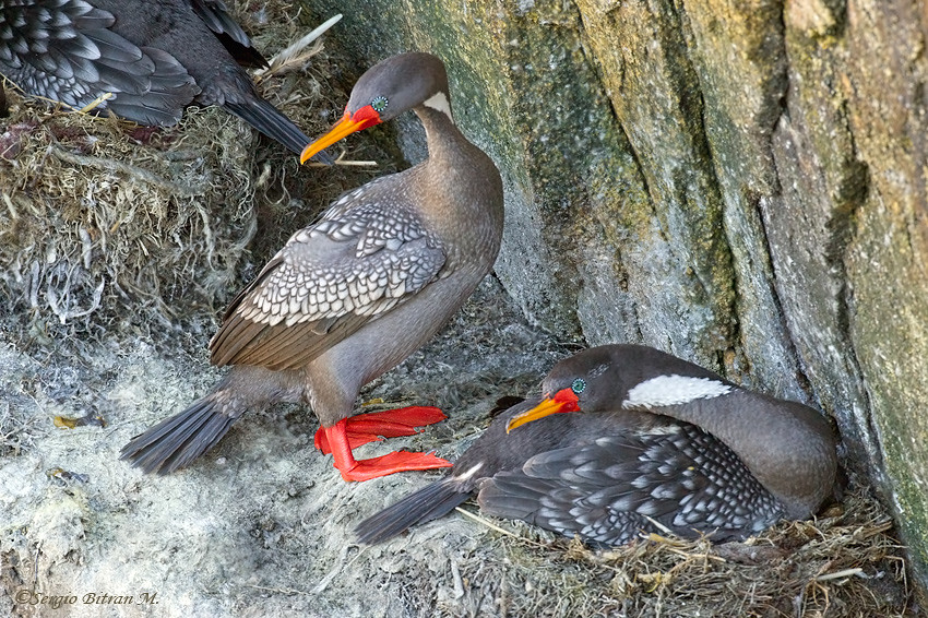 Phalacrocorax-gaimardi-lile. Ave del alcantilado chileno.