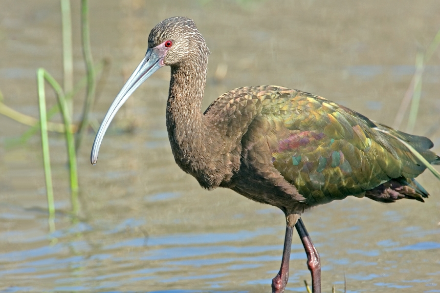 Plegadis-chihi-cuervo-de-pantano