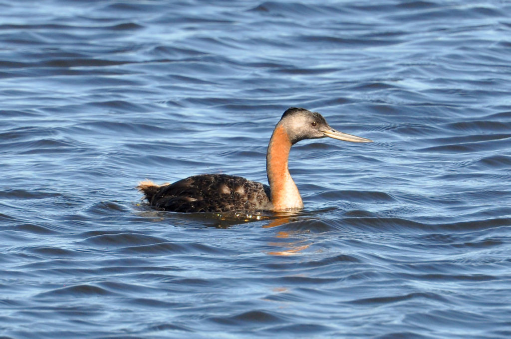 Podiceps-major-huala