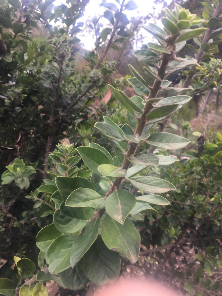 Rhaphithamnus-spinosus. Árbol de pichilemu