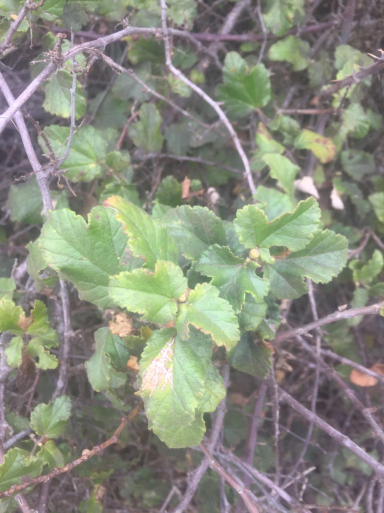 Ribes-punctatum-planta