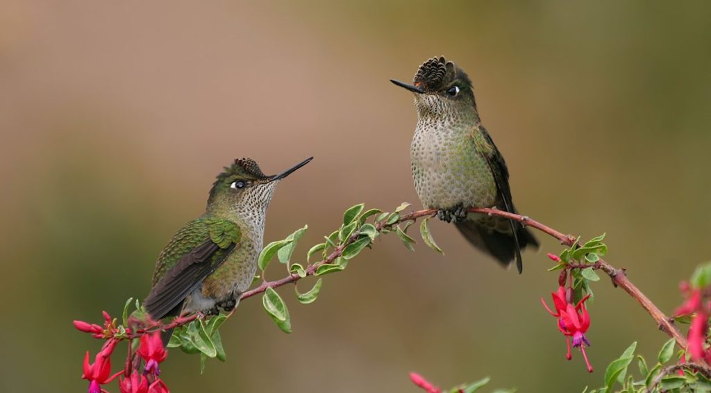 Sephanoides-sephaniodes-picaflor-chico pájaro lindo de cahuil