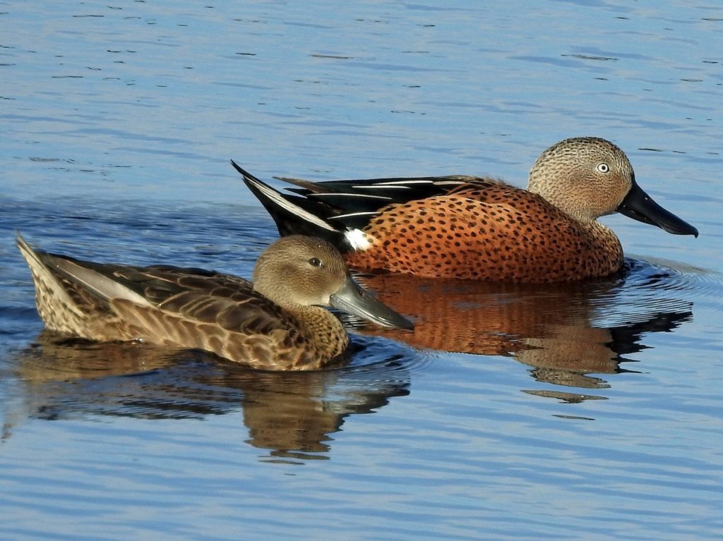 Spatula-platalea-Pato-cuchara