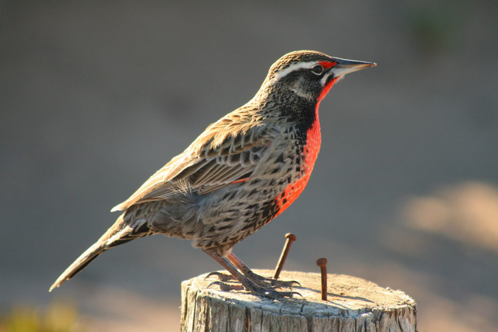 Sturnella-loyca-Loica-Macho pájaro del pueblo de pichilemu