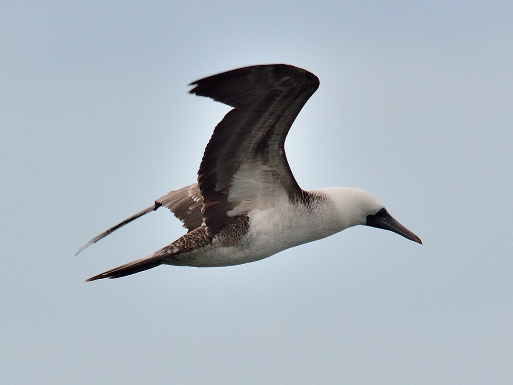 Sula variegata-Piquero-Punta de Lobos, Pichilemu