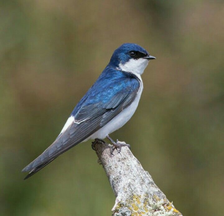 Tachycineta-leucopyga-golondrina-chilena