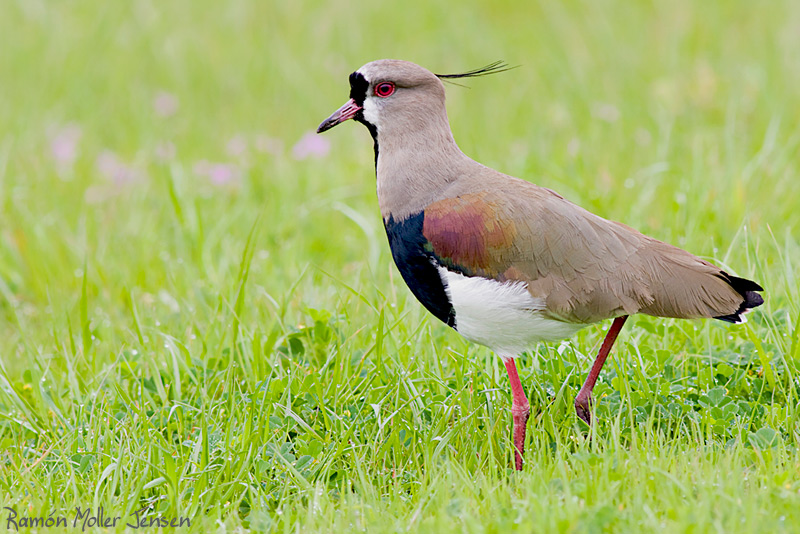 Phrygilus-gayi-cometocino-de-gay