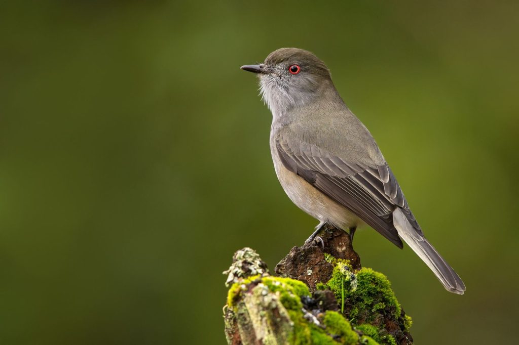 Xolmis-pyrope-diucon-pajaro-pichilemu