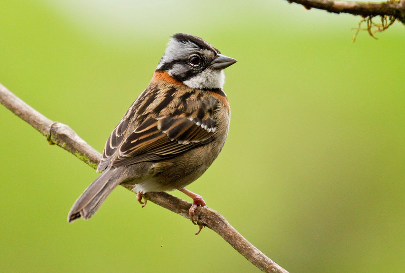 Zonotrichia-capensis-Chincol