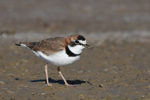 charadrius-collaris-chorlo-de-collar