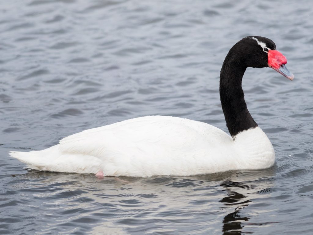 cisne de cuello negro. Ave de la laguna petrel Pichilemu